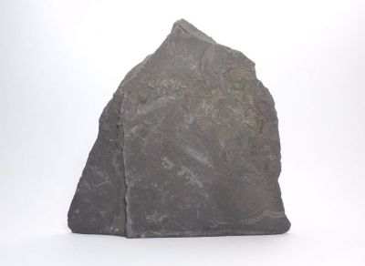 Amonit Dactyloceraz sp. - Holzmaden, Německo